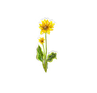 A hand-painted design with arrowleaf balsamroot with a bright yellow flower with an orange and brown center. It has two flowers and two bright green leaves with a white background.