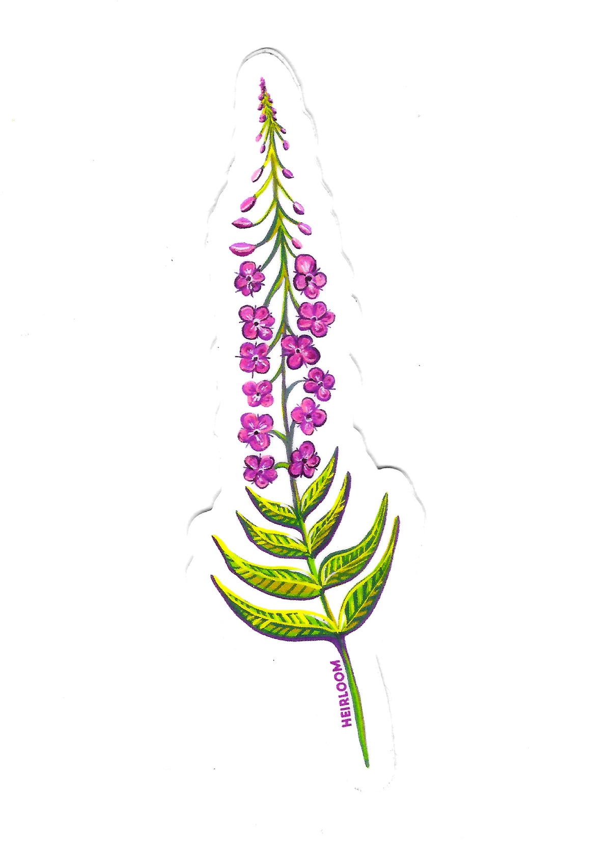 Fireweed Wildflower Sticker