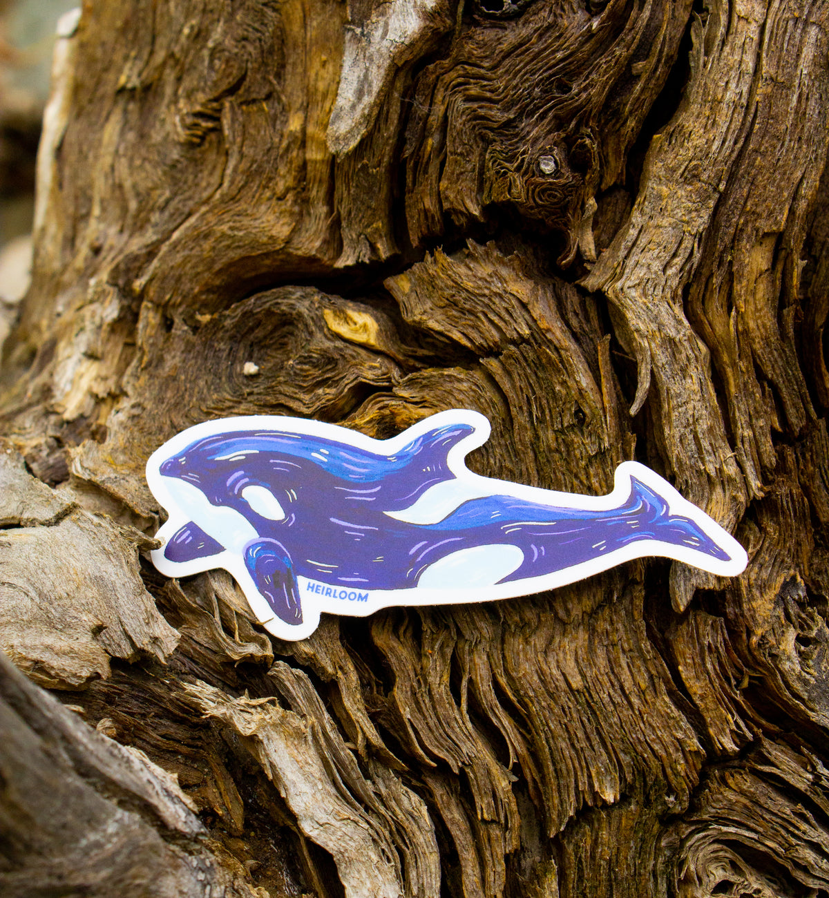 Orca Whale Sticker