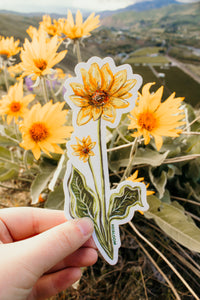 Arrowleaf Balsamroot Wildflower Sticker