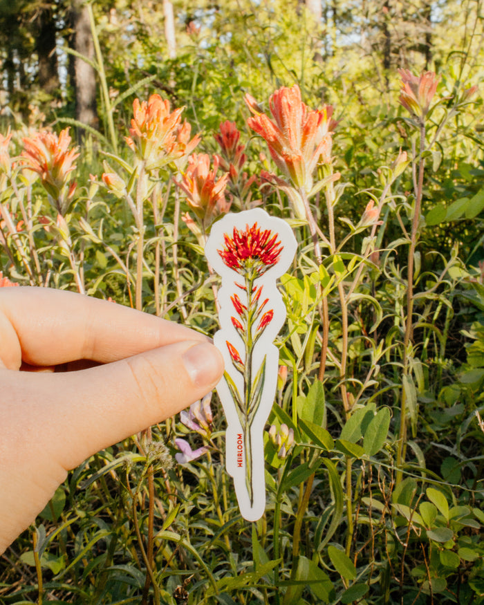 Red Paintbrush Wildflower Sticker