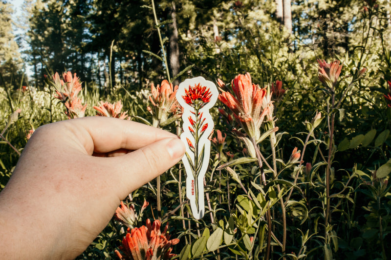 Red Paintbrush Wildflower Sticker