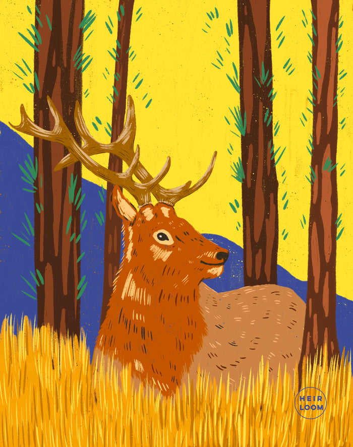 Mountain Elk Art Print