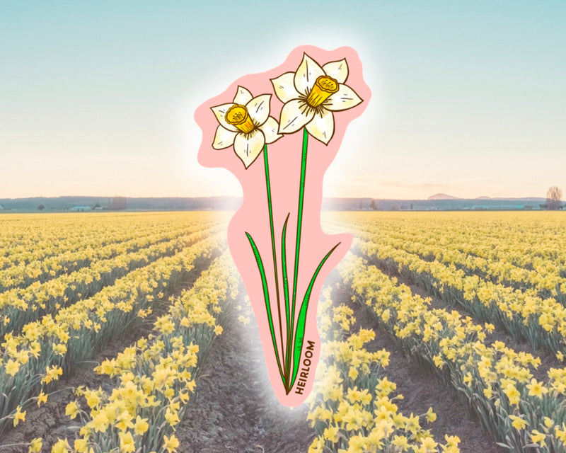 Daffodil Flower Vinyl Sticker