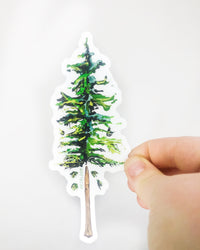 Sugar Pine Tree Sticker