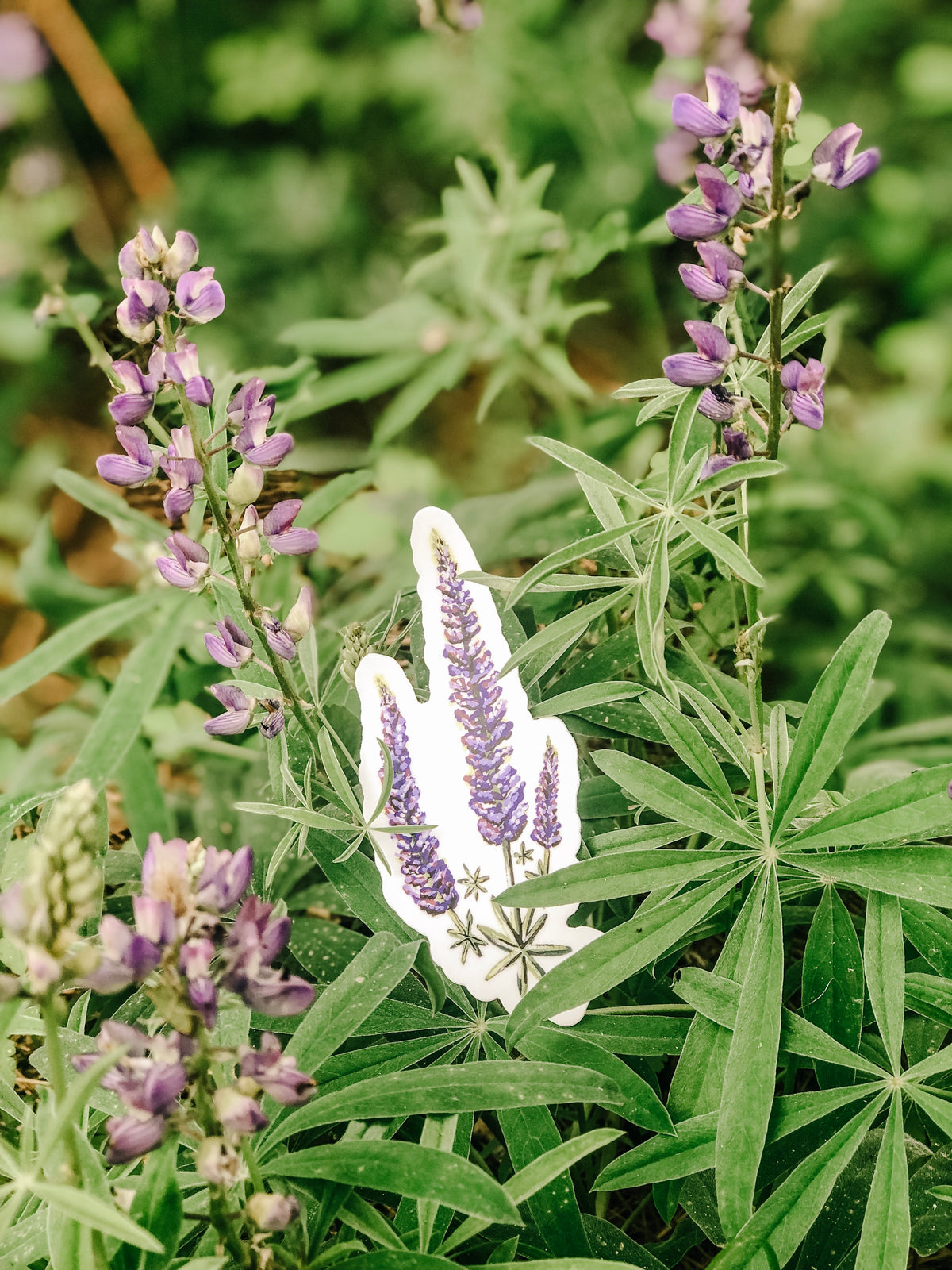 Lupine Wildflower Vinyl Sticker